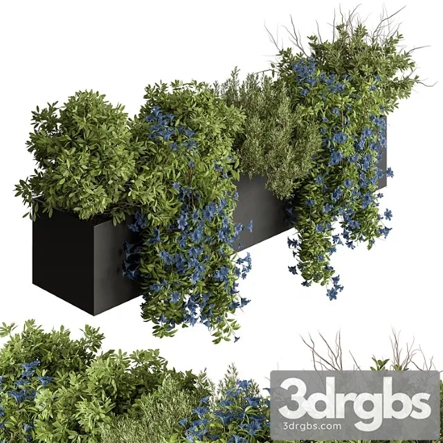 Hanging plant – outdoor plants 503
