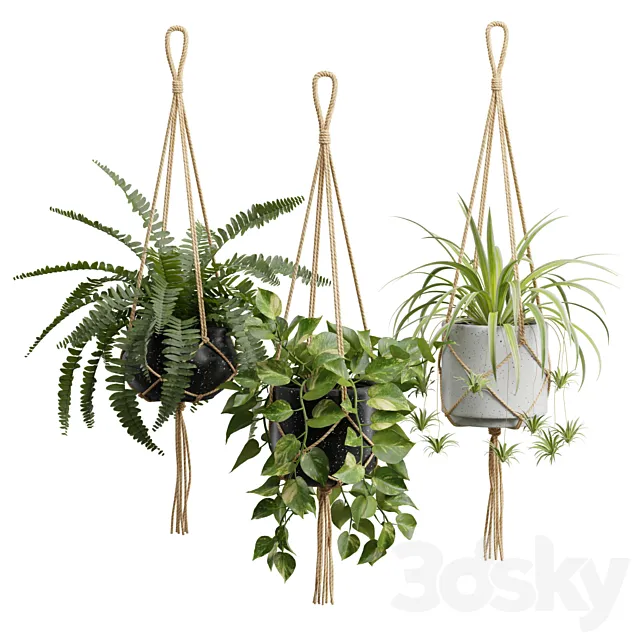 Hanging Plants 01 3DS Max Model