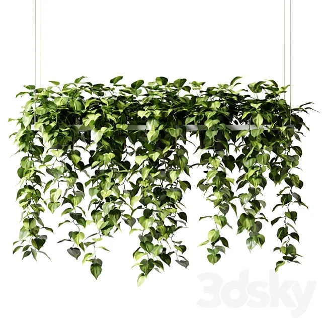 Hanging plants in a rectangular planter (Epipremium) 3ds Max