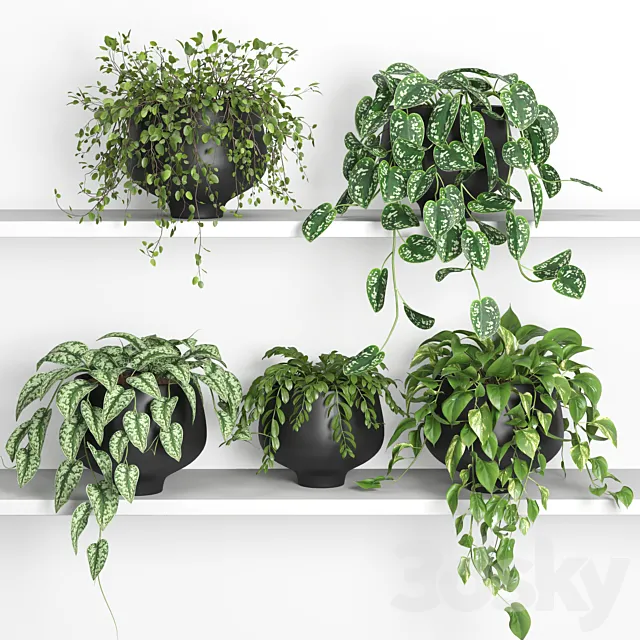 hanging plants on shelf 2 3ds Max