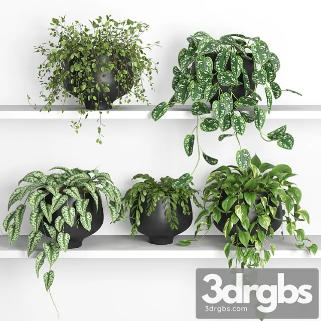 Hanging plants on shelf 2