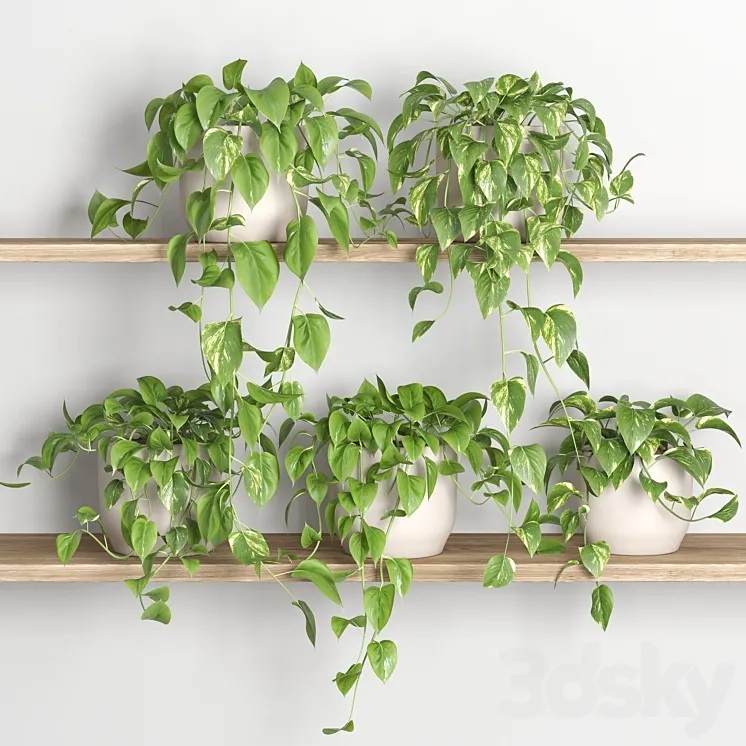 hanging plants on shelf 3 3DS Max Model