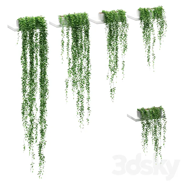 Hanging plants on the shelves. 5 models 3DS Max Model