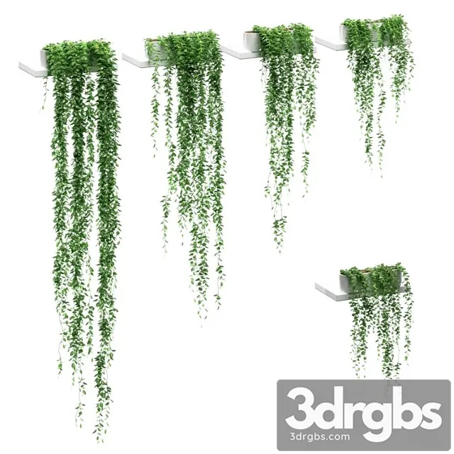 Hanging plants on the shelves. 5 models