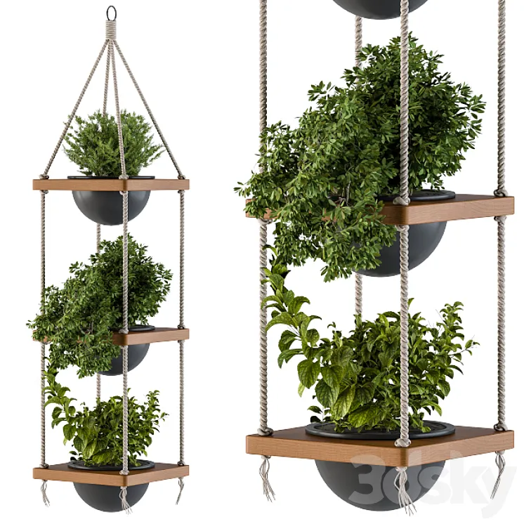 Hanging Plants Rope and Wood 3DS Max