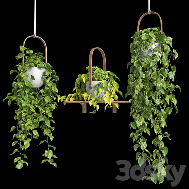 Hanging plants – Scindapsus 3DS Max Model