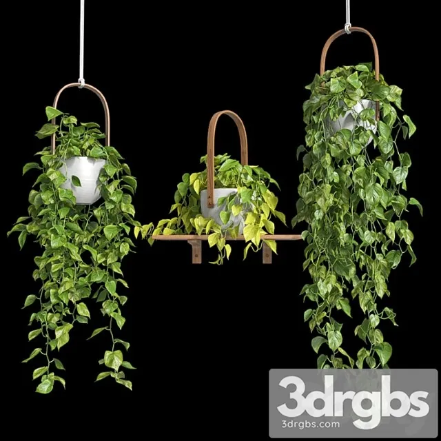 Hanging plants – scindapsus