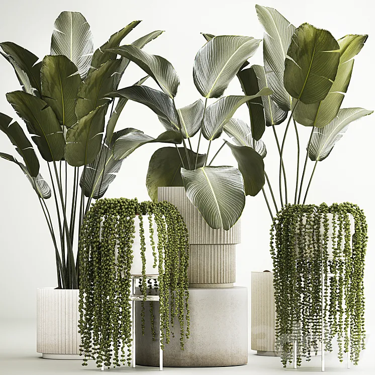 Hanging plants Succulents Rowley and Calathea lutea Strelitzia in pots. Set of plants 1322 3DS Max Model