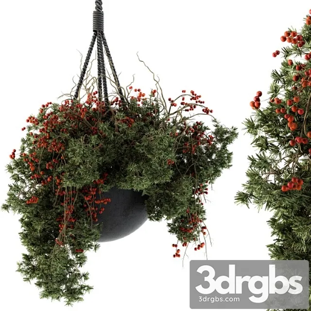 Hanging pot plant – set 102