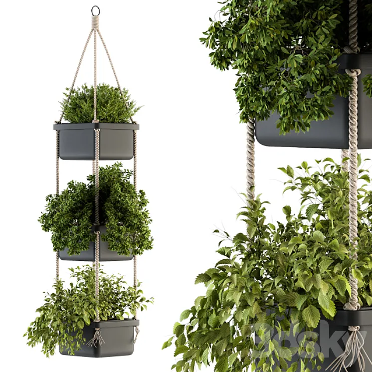 Hanging pot with Rope – indoor Plants 164 3DS Max