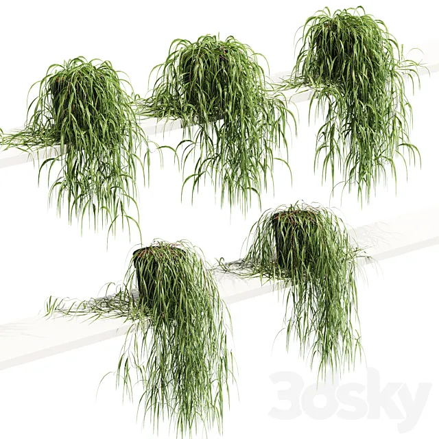 Hanging potted plant on the shelf. 5 models 3DSMax File