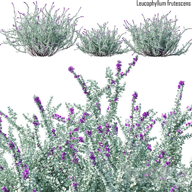 Heavenly cloud sage | Leucophyllum frutescens # 2 3ds Max