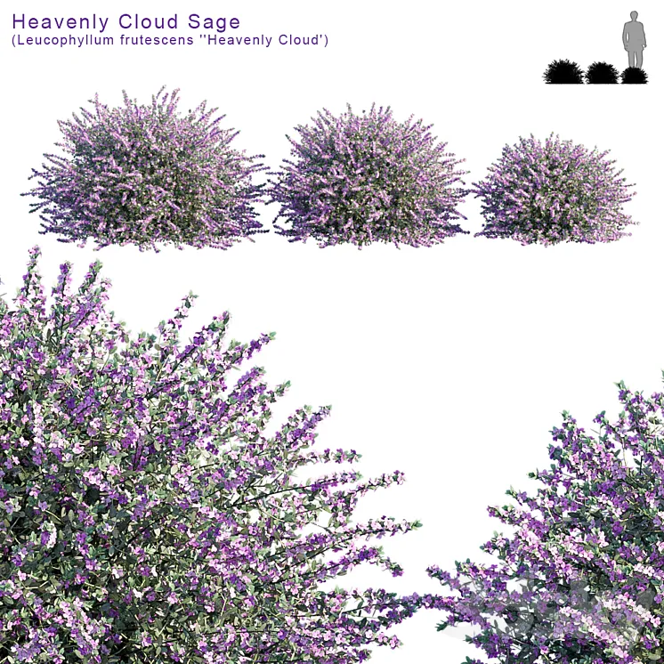 Heavenly Cloud Sage | Leucophyllum frutescens 3DS Max