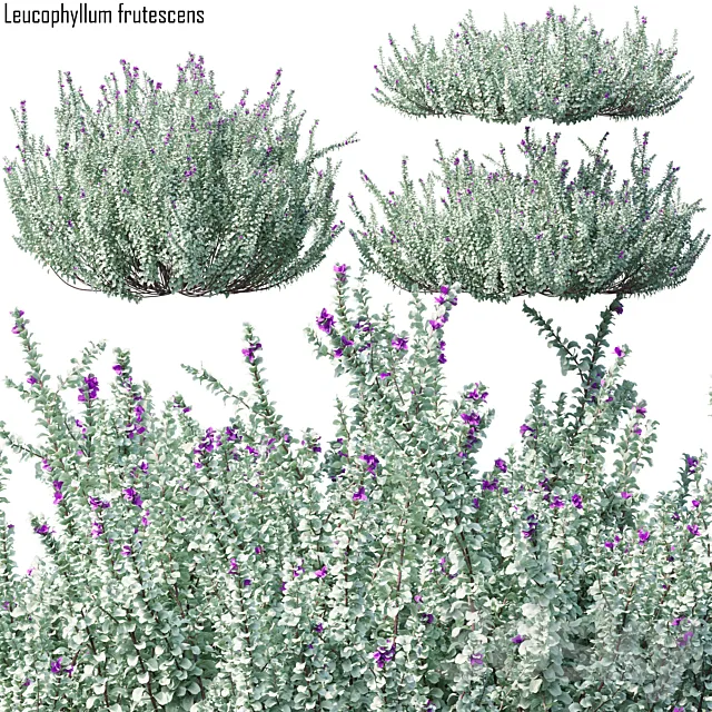 Heavenly cloud sage | Leucophyllum frutescens 3ds Max