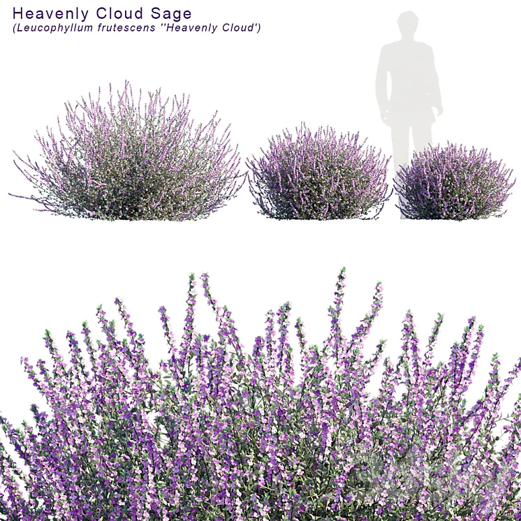 Heavenly cloud sage | Leucophyllum frutescens 3DS Max