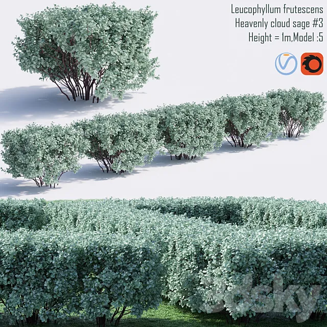 Heavenly cloud sage | Leucophyllum frutescens # 4 3ds Max