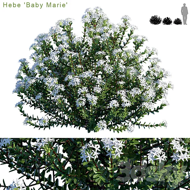 Hebe baby marie 3ds Max