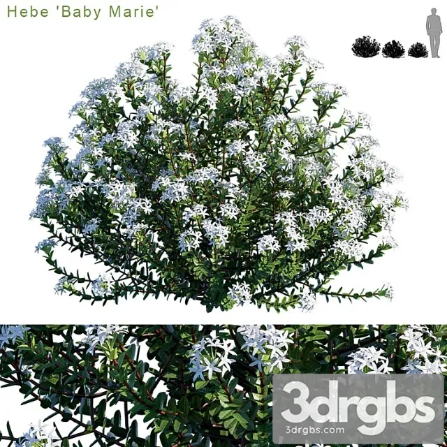 Hebe baby marie