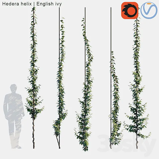 Hedera helix | English ivy vertical cordon 3DSMax File
