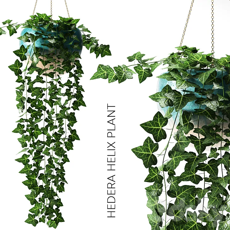 hedera helix plant 3DS Max
