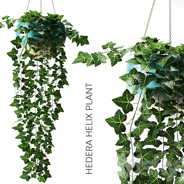 hedera helix plant 3DSMax File