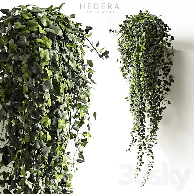 Hedera helix wonder long 3DS Max Model