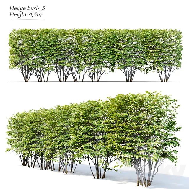 Hedge bush_3 3ds Max