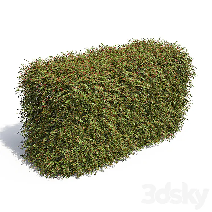 Hedge. Cotoneaster berries. 3DS Max