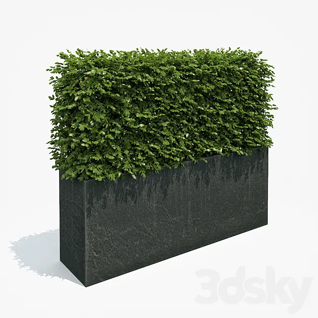 Hedge in black plantere 3DSMax File