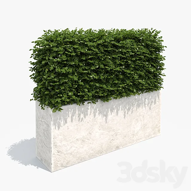 Hedge white plantere 3ds Max