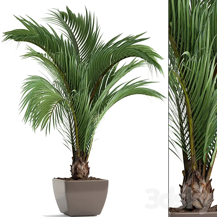 Hedyscepe canterburyana Areca palm tree decorative interior indoor pot flowerpot flower decor 3DS Max