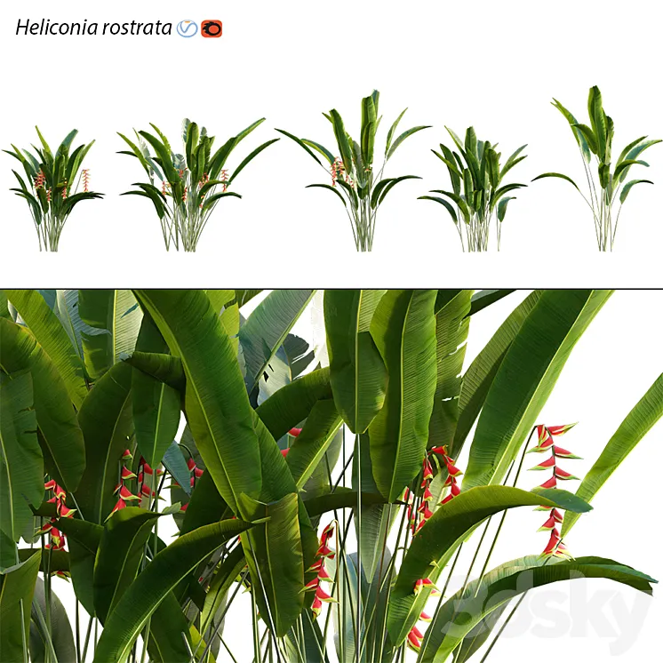 Heliconia 02 3DS Max