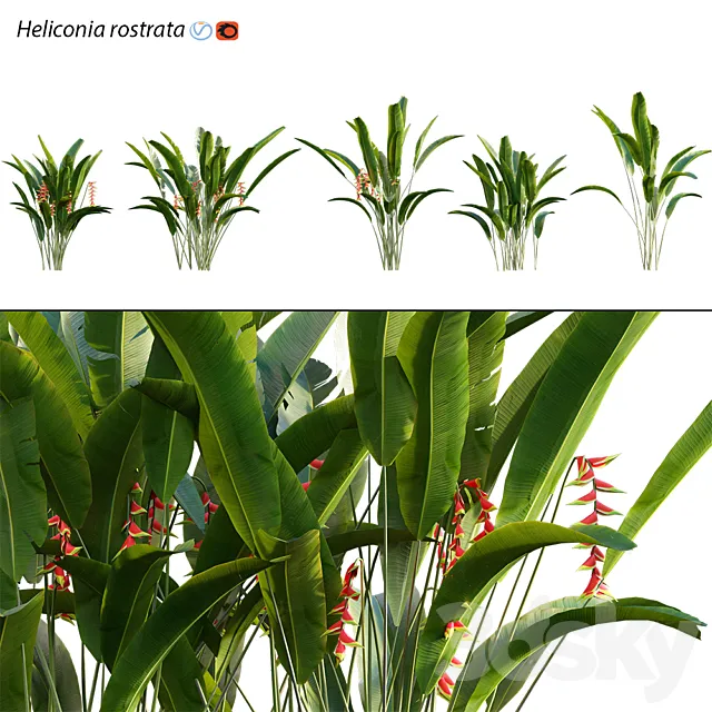 Heliconia 02 3DSMax File