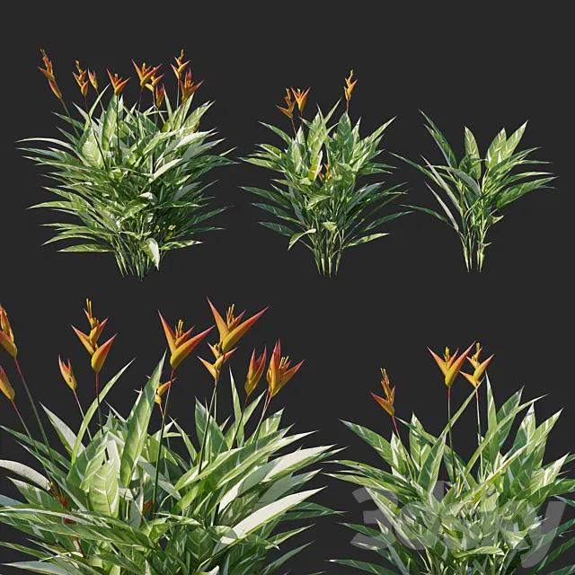 Heliconia psittacorum variegated 02 3DS Max Model