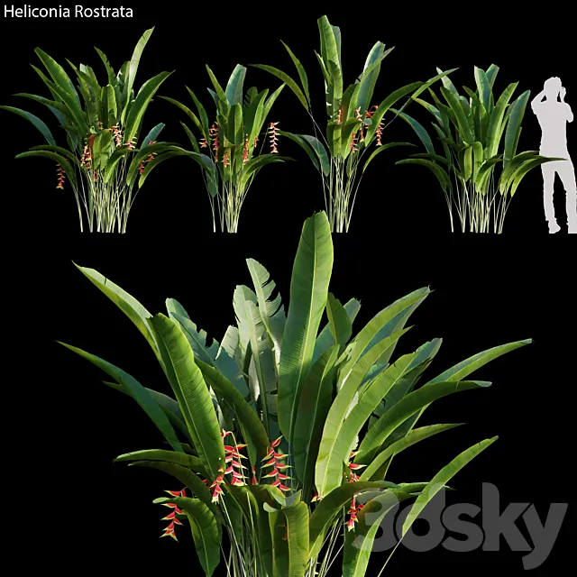 Heliconia Rostrata 01 3DS Max Model