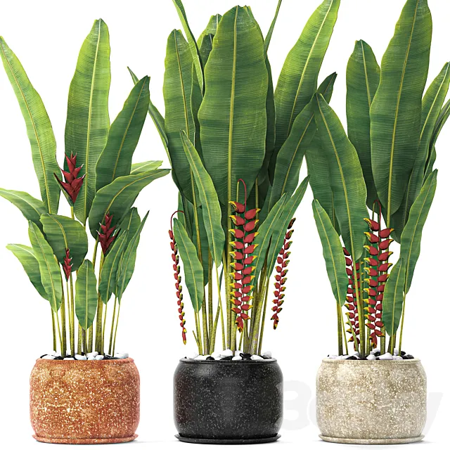 Heliconia Street bushes flower pot street flowerpot plants Strelitzia 3ds Max