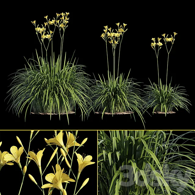 Hemerocallis 3ds Max