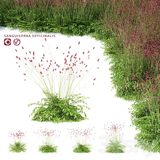 Hemophilus officinalis | Sanguisorba officinalis 3ds Max