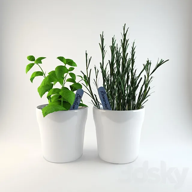 Herbs in pots 3DSMax File