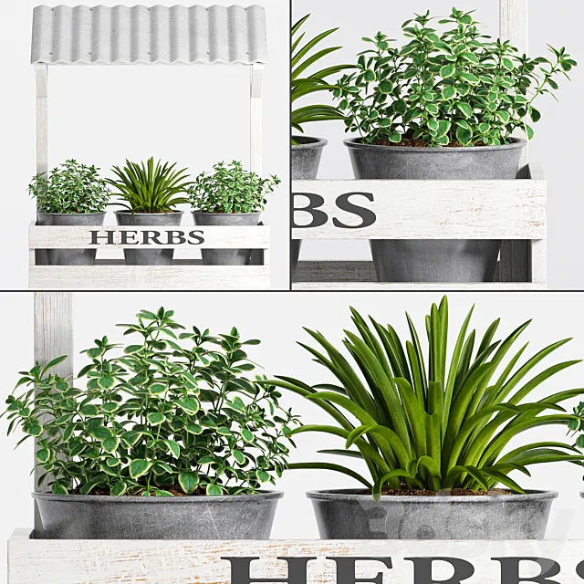 Herbs Plant -23 3DSMax File