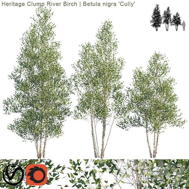 Heritage Clump River Birch | Betula nigra “Cully” # 2 3DS Max Model