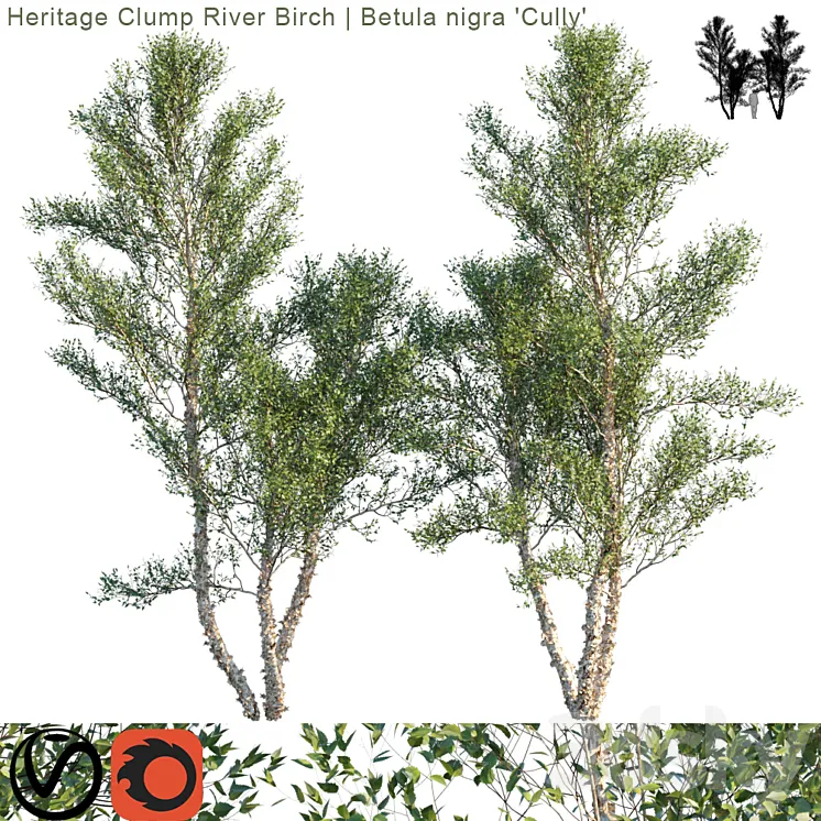 “Heritage Clump River Birch | Betula nigra “”Cully”” # 3″ 3DS Max