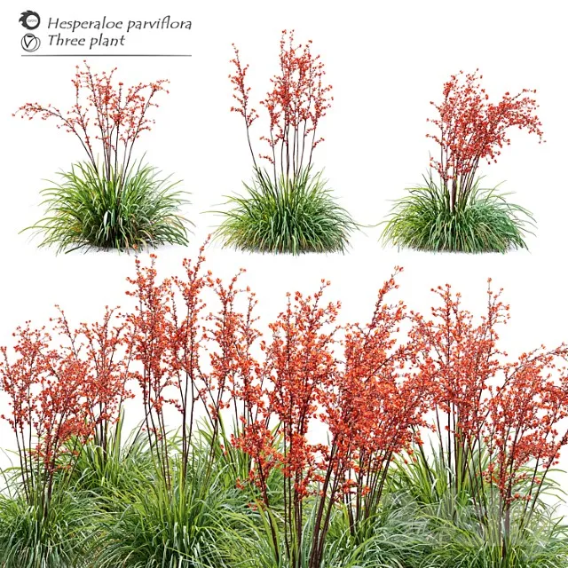 Hesperaloe Parviflora 3dsmax Download