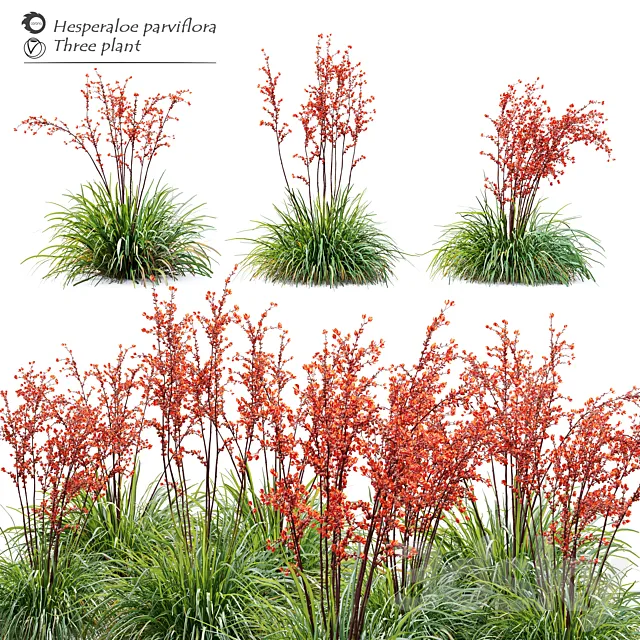 Hesperaloe parviflora 3ds Max