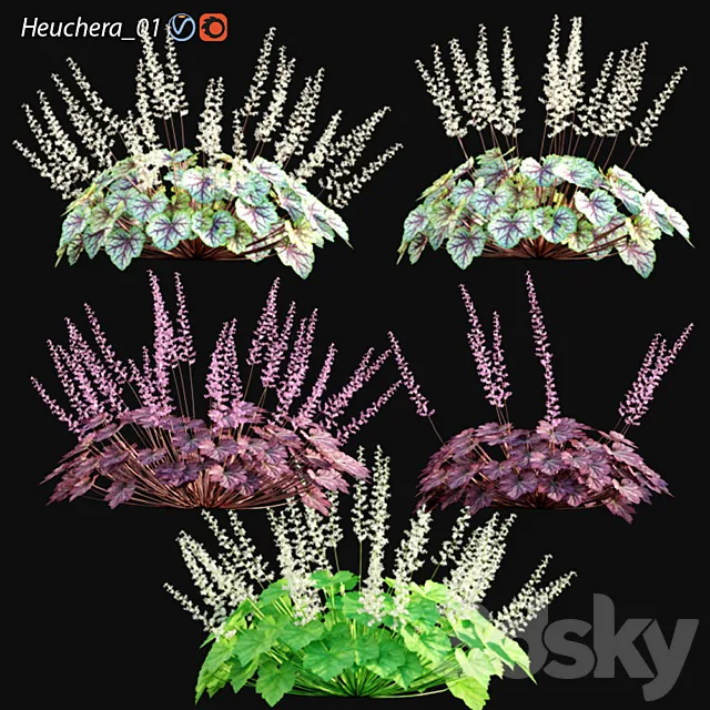 Heuchera – Coral Bells 01 3ds Max