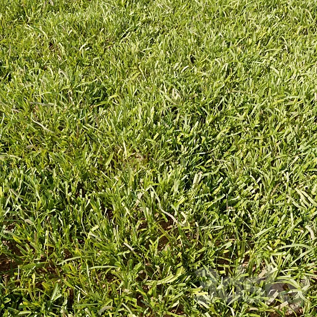 High Details Grass 3DS Max Model