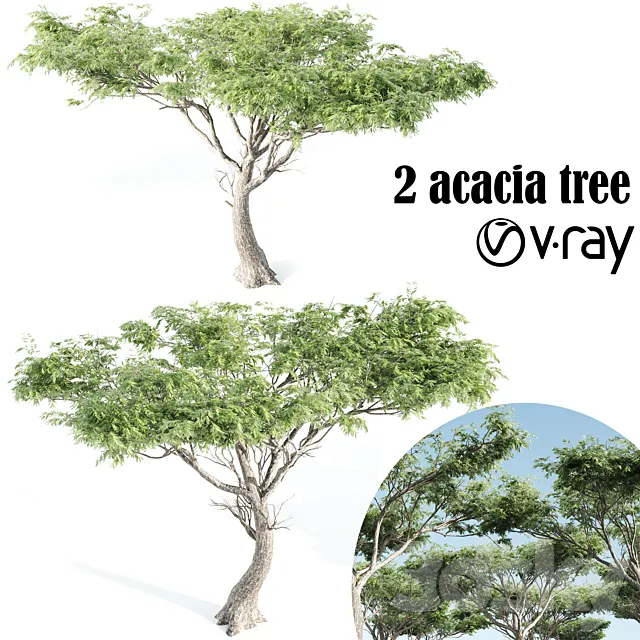 High quality Acacia-vray 3ds Max