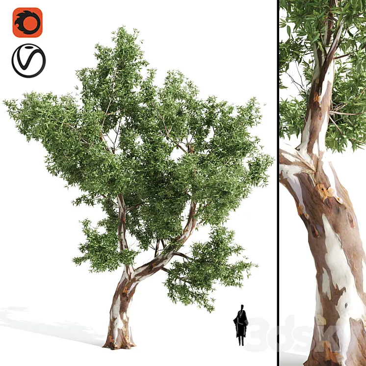 High Quality Eucalyptus tree 3DS Max