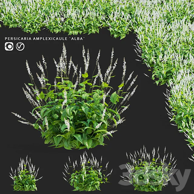 Highlander candle flowers | Persicaria amplexicaule Alba 3ds Max