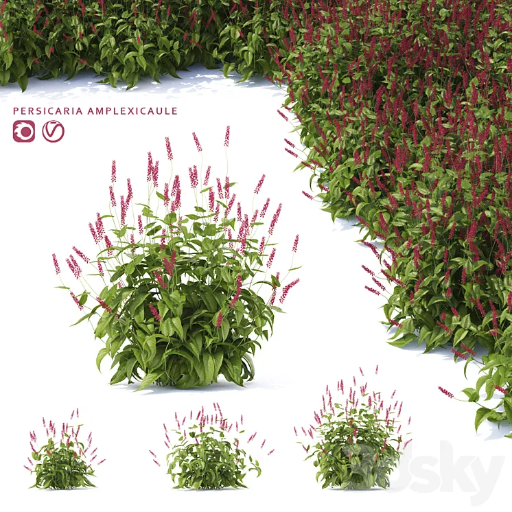 Highlander candlestick flowers | Persicaria amplexicaule 3DS Max